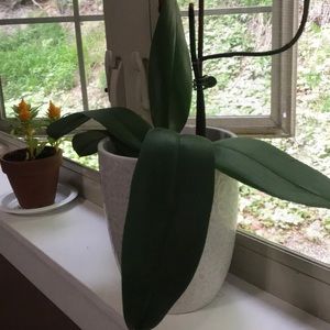 Meet your Posher, Mandie